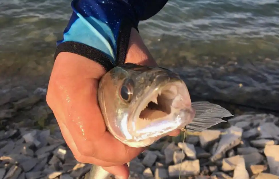 Озера и реки Дагестана: куда поехать на рыбалку