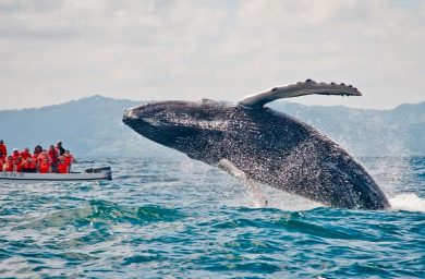 Сезон китов в Доминикане